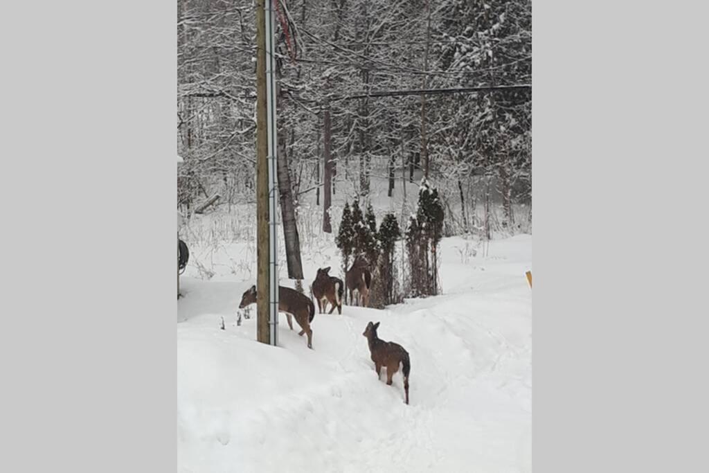 Le Nid doré sur le lac  Val des Monts Exterior foto